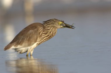 indian pond heron eating fish