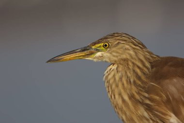 Indian pond heron in water 