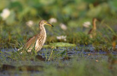 Indian pond heron doğada 