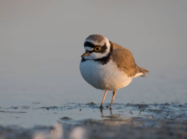 Little ringed plover(Charadrius dubius)