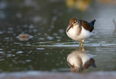 Sandpiper Yaygın Çulluk, Doğada Actitis Hipoleucos 
