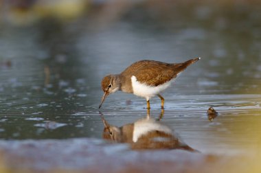 Sandpiper Yaygın Çulluk, Doğada Actitis Hipoleucos 