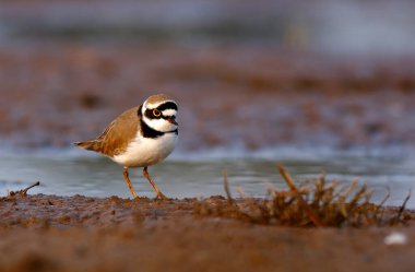 Little ringed plover (Charadrius dubius) in wetland 