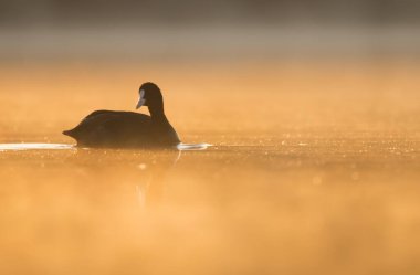 beautiful view of great cormorant in water at sunset
