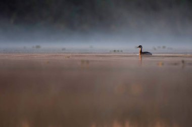 beautiful view of bird on lake at morning time 