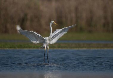 Büyük balıkçıl mı yoksa sıradan balıkçıl mı? 