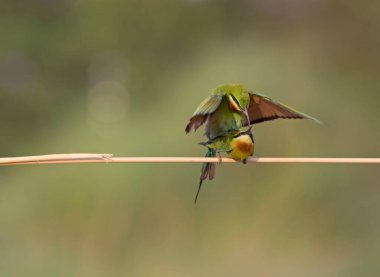 Blue Tailed bee eaters are fighting