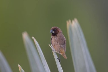 Normal ortamda pullu göğüslü munya
