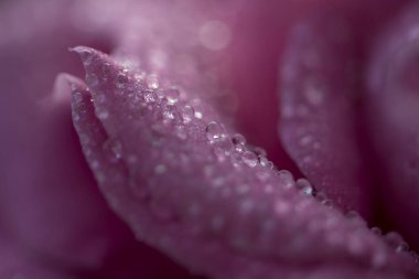 Güzel pembe gülü çiğ taneleriyle kapatın.