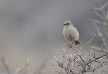 Ağaç dalında İspanyol Serçesi 