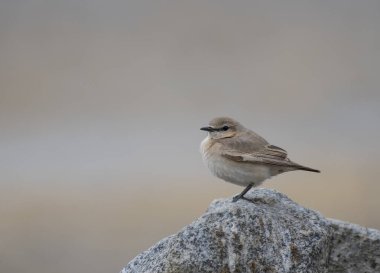 Taş üzerinde kahverengi aksan (Prunella fulvescens) 