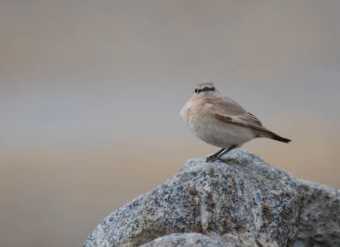 Taş üzerinde kahverengi aksan (Prunella fulvescens) 