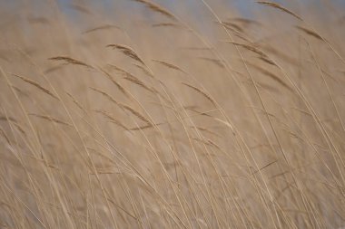 Göl kıyısında kuru sazlık
