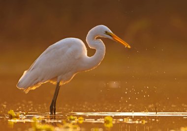The Great Egret in lake during sunrise, bokeh effect 