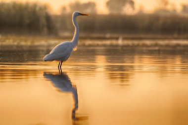 The Great Egret in lake during sunrise