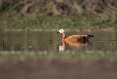 Sudaki güzel kuşu yakından çek.