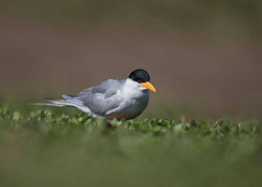 Yeşil çimenlikteki deniz feneri
