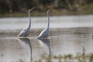 The great white egrets (Ardea alba) in pond 