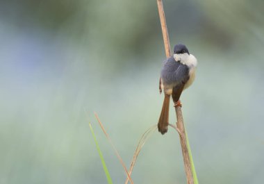 Güzel Ashy Prinia Gölde