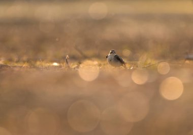 Little ringed plover at sunset