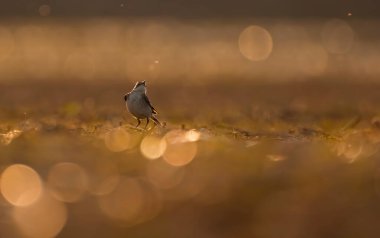Little ringed plover at sunset