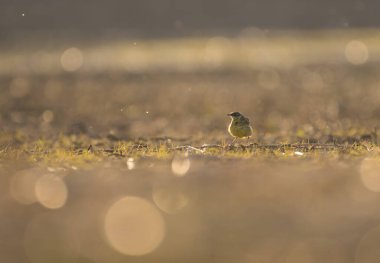 Wagtail bird at sunset