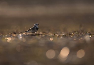 Pied Wagtail at sunset