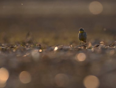Pied Wagtail at sunset