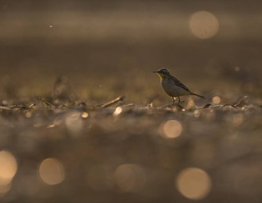 Pied Wagtail at sunset