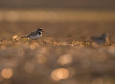 Little ringed plover at sunset