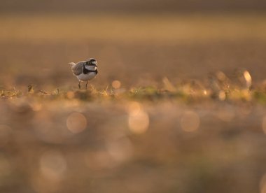 Little ringed plover at sunset