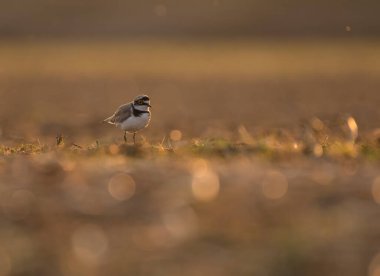 Little ringed plover at sunset