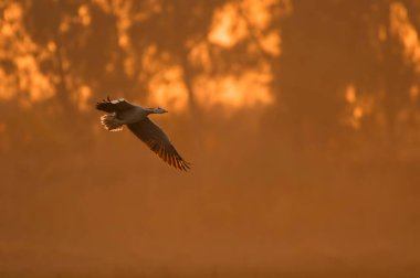 Goose flying at sunset
