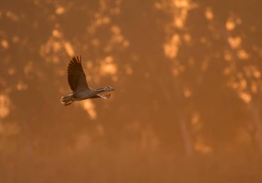 Goose flying at sunset