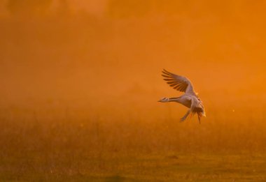 Goose flying at sunset