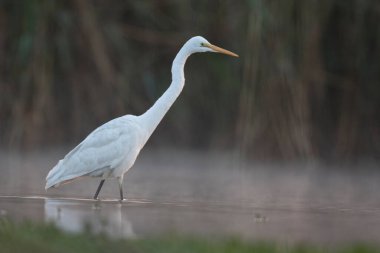 The great egret, also known as the common egret in lake