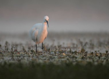 Little Egret in pond 