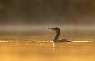 beautiful view of great cormorant in water at sunset
