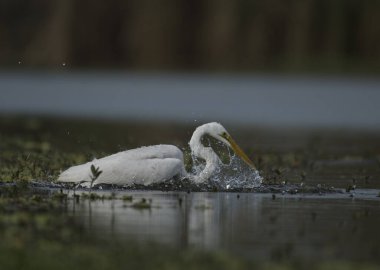 The Great White Egret (Ardea alba) in pond 
