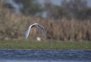 Nehir kırlangıcı sulak arazide uçuyor.