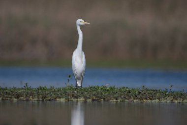 The great egret, also known as the common egret in lake