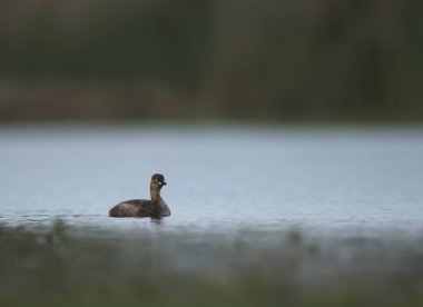 Sudaki sevimli yaban ördeğinin yakın plan fotoğrafı.