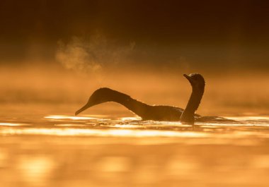 beautiful view of great cormorant birds in water at sunset