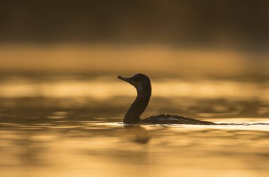 beautiful view of great cormorant in water at sunset