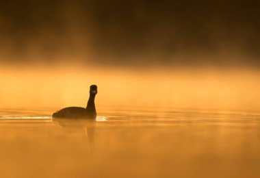 beautiful view of great cormorant in water at sunset