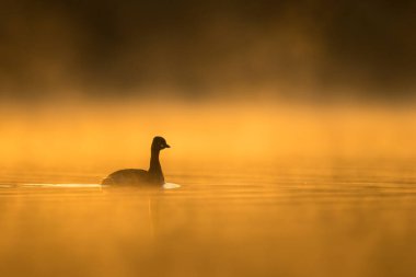 beautiful view of great cormorant in water at sunset