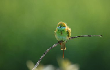 closeup view of beautiful green bee-eater in natural habitat