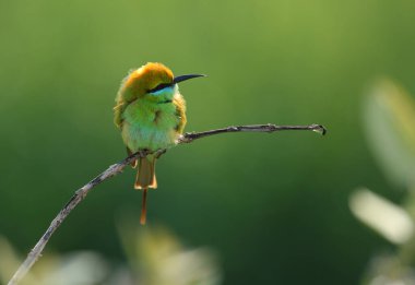 closeup view of beautiful green bee-eater in natural habitat