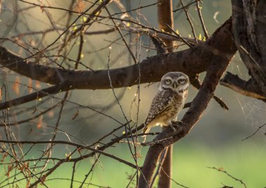 Ağaç dalındaki baykuş.
