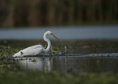 The Great White Egret (Ardea alba) in pond 